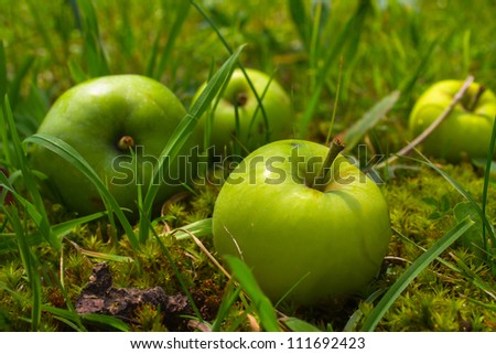 Four green apples in grass