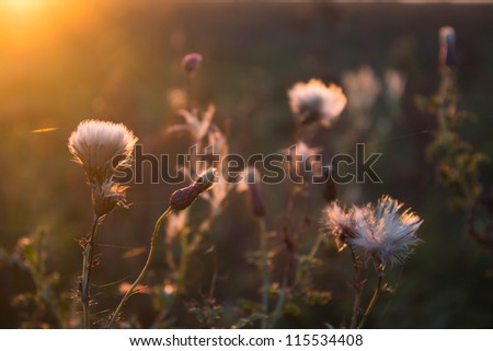 colored flowers in sunset light
