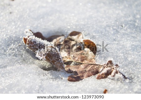 brown leave in snow