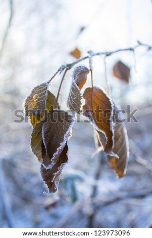 frozen leaf on winter background