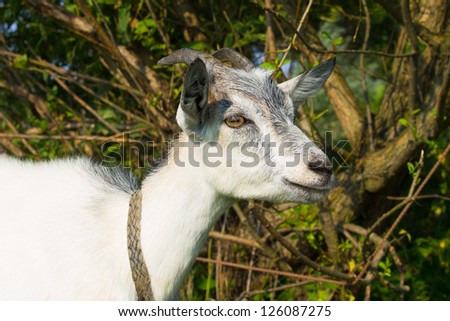 White small nanny goat smiling, branches of bush on background