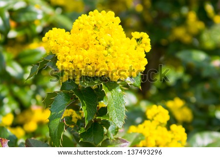 yellow bush flower