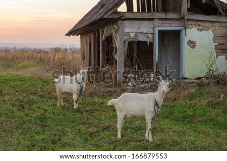 white goats in village near old house