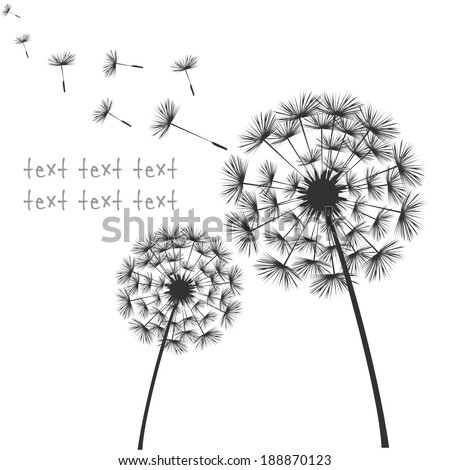Vector black dandelions on white background Vector black dandelions on white background