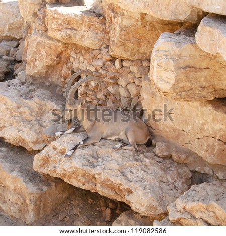 Capra ibex nubiana in Jerusalem Biblical Zoo