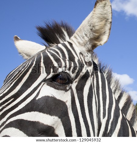 the plains zebra  belong to the subgenus Hippotigris. The unique stripes of zebras make them one of the animals most familiar to people.