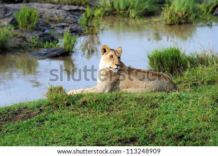 lion by the river