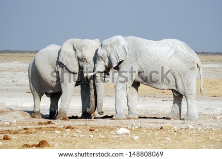 african elephants head to head