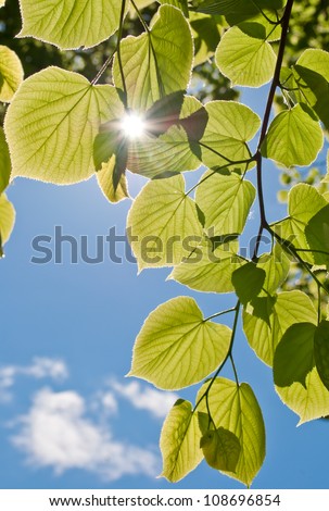 linden green leaves, shining in the sun, on blue sky background