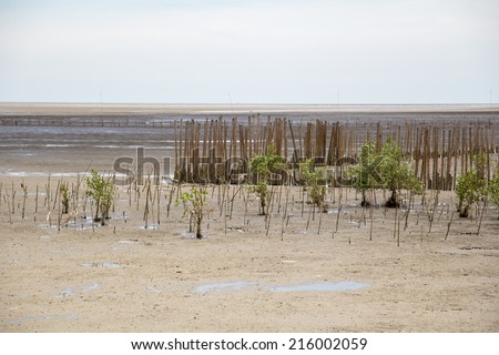 Landscape view of coastal mangrove forest conservation site
