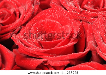 Beautiful red rose with small dew drops. Close-up.
