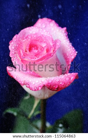 Single rose flower on the blue background. Narrow depth of field.