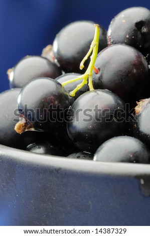 Black currants in the black bowl on the blue background. Narrow depth of field.