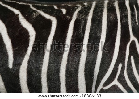 Zebra skin. Texture. Close-up.