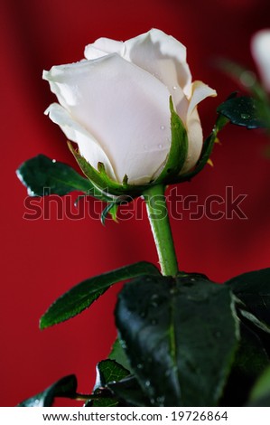 White rose on the red background. Narrow depth of field.