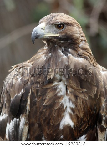 Steppe eagle head. Narrow depth of field.