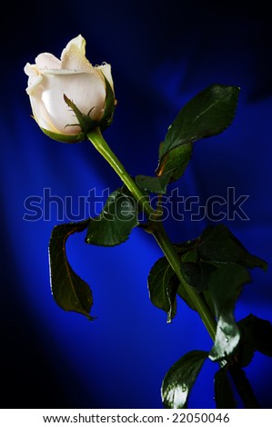 White rose on the dark blue background. Narrow depth of field.