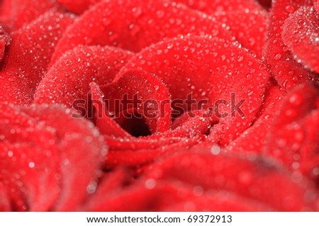 Beautiful red rose with small dew drops. Close-up.