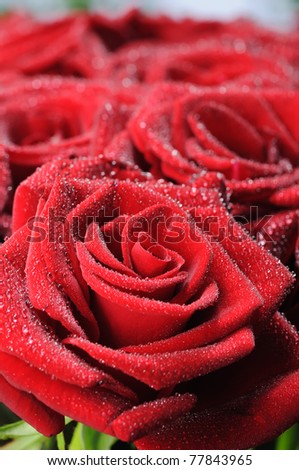 Beautiful red roses with small dew drops.