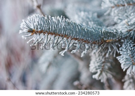 Needles in the frost