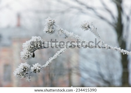 Plants in frost