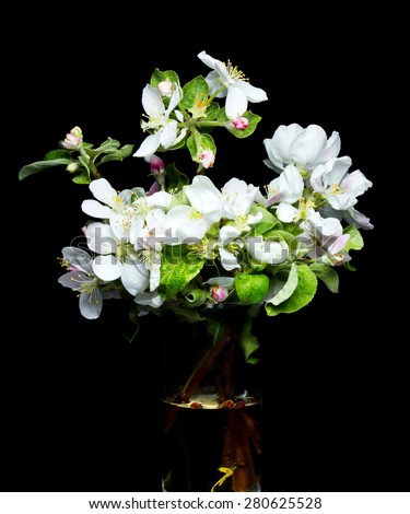 Bouquet of blooming branches of Apple on a black background.