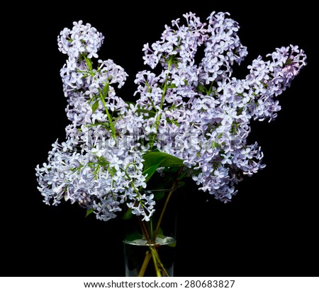 Bouquet of lilac on a black background.