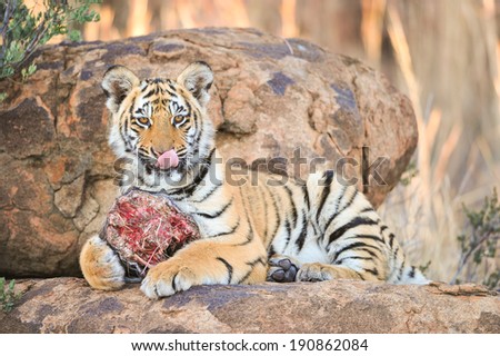 Tiger cub feeding