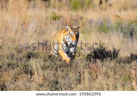 Wild tiger on the move