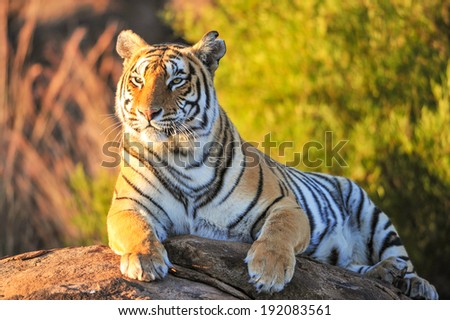 Tiger sitting on boulder