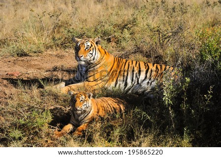A tiger mother and her cub