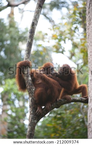 Orang Utan lives in the forests of Southeast Asia, and is considered as one of the closest relative to Man.  Orang Utan means 