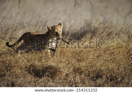 Portrait shot of a cute lion cub