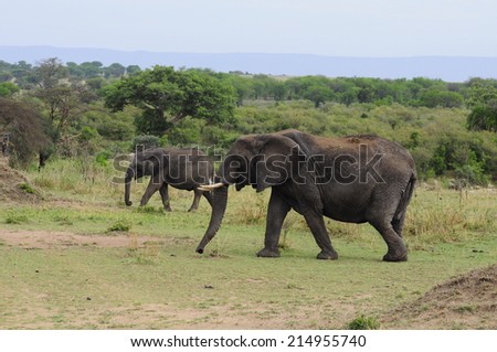 Elephants form a herd which can consists of up to 40 animals, and is always held by the most knowledgeable female known as the matriarch.