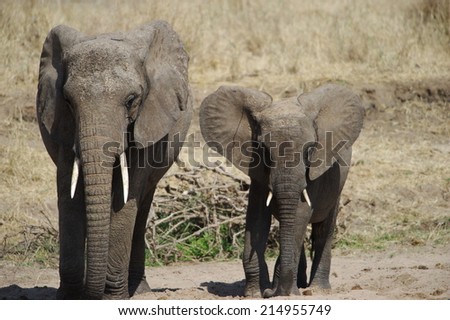 Elephants form a herd which can consists of up to 40 animals, and is always held by the most knowledgeable female known as the matriarch.