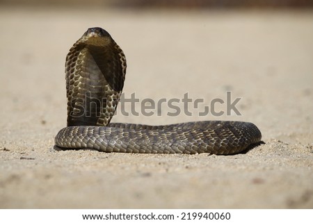 Portrait shot of a snouted or banded Cobra