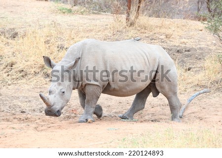 White Rhinoceros.  Famously categorized as one member of the Africa Big 5, the Rhino is relentlessly hunted and poached for its horn, which is popular with collectors and also served as medicine.