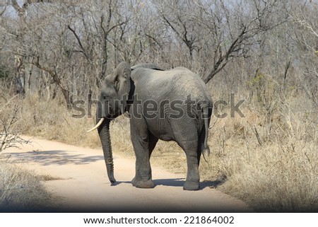 The African Elephant is the largest living land mammal in the world today, and can reach a weight of 7 tons.