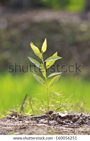 Eucalyptus tree Sprout, tree leaves