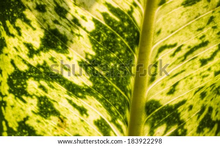 Close up to a Single leaf from a Dieffenbachia tropical flowering plant from the family Araceae.