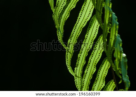 Natural green young ostrich fern or shuttlecock fern leaves