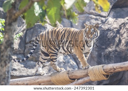 Tiger walking in zoo animals
