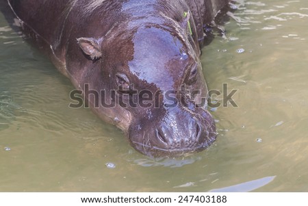 pygmy hippo in the water