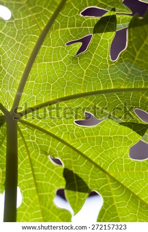 detail of papaya leaf abstract