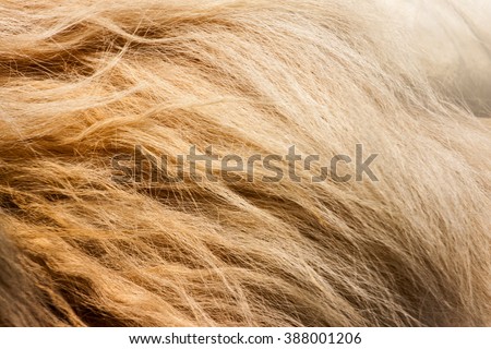 lion fur background texture image background