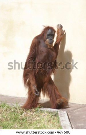 Sumatran Orang-utan Pongo abelii walking upright Sumatran Orang-utan Pongo abelii walking upright
