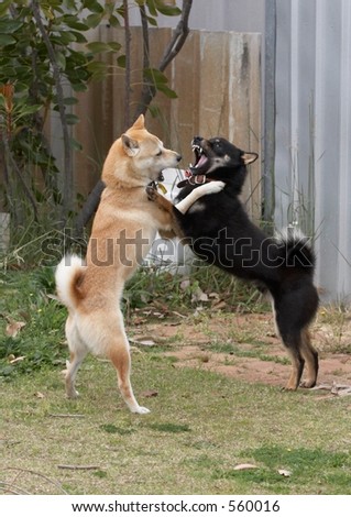 Dog Fight