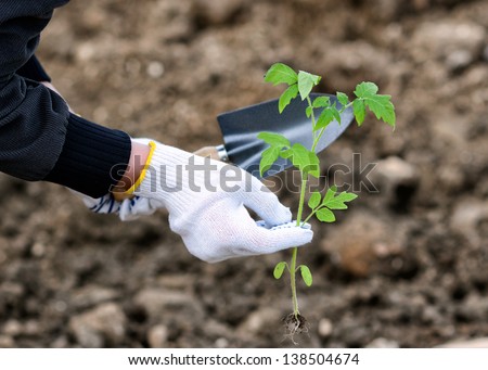 planting seedlings in soil. tomato seedlings