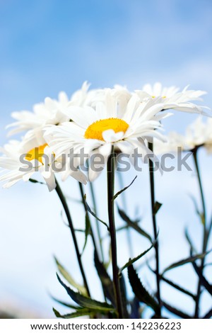 chamomiles in the nature. daisy garden. White daisies on blue sky background
