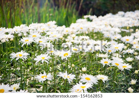 chamomiles in the nature. daisy garden. White daisies